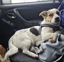 DIDIER, Hund, Mischlingshund in Rumänien - Bild 4