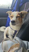 DIDIER, Hund, Mischlingshund in Rumänien - Bild 5
