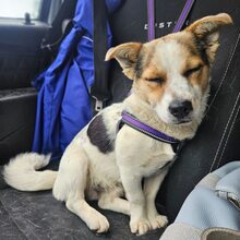 DIDIER, Hund, Mischlingshund in Rumänien - Bild 6