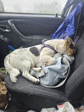 DIDIER, Hund, Mischlingshund in Rumänien - Bild 7