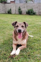 LUCKY, Hund, Mischlingshund in Rumänien - Bild 1