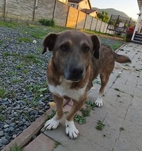 LUCKY, Hund, Mischlingshund in Rumänien - Bild 2