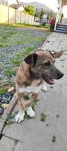 LUCKY, Hund, Mischlingshund in Rumänien - Bild 3