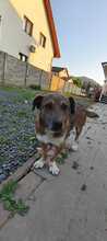 LUCKY, Hund, Mischlingshund in Rumänien - Bild 4