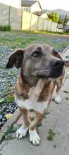 LUCKY, Hund, Mischlingshund in Rumänien - Bild 5