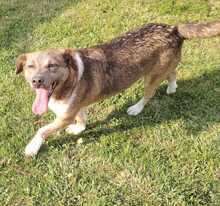 LUCKY, Hund, Mischlingshund in Rumänien - Bild 6