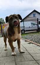 LUCKY, Hund, Mischlingshund in Rumänien - Bild 7
