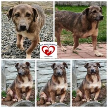 LUCKY, Hund, Mischlingshund in Rumänien - Bild 8