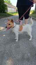 GRETI, Hund, Mischlingshund in Ungarn - Bild 1