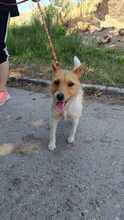 GRETI, Hund, Mischlingshund in Ungarn - Bild 2