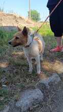 GRETI, Hund, Mischlingshund in Ungarn - Bild 3