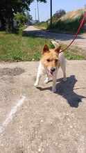 GRETI, Hund, Mischlingshund in Ungarn - Bild 4