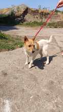 GRETI, Hund, Mischlingshund in Ungarn - Bild 5