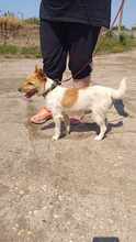 GRETI, Hund, Mischlingshund in Ungarn - Bild 6