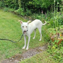 MINOS, Hund, Mischlingshund in Zornheim - Bild 1