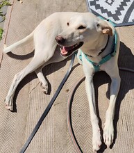MINOS, Hund, Mischlingshund in Zornheim - Bild 2