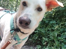MINOS, Hund, Mischlingshund in Zornheim - Bild 3