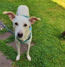 MINOS, Hund, Mischlingshund in Zornheim - Bild 4