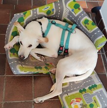 MINOS, Hund, Mischlingshund in Zornheim - Bild 5