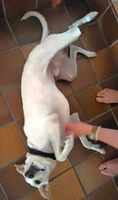 MINOS, Hund, Mischlingshund in Zornheim - Bild 6