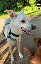 MINOS, Hund, Mischlingshund in Zornheim - Bild 7