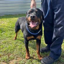 ROSCO, Hund, Rottweiler-Mischling in Spanien - Bild 1