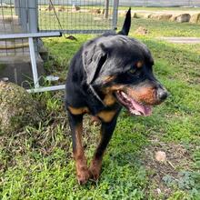 ROSCO, Hund, Rottweiler-Mischling in Spanien - Bild 2