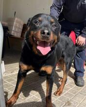 ROSCO, Hund, Rottweiler-Mischling in Spanien - Bild 3