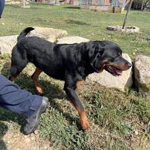 ROSCO, Hund, Rottweiler-Mischling in Spanien - Bild 4