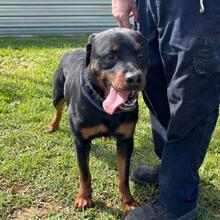 ROSCO, Hund, Rottweiler-Mischling in Spanien - Bild 5