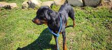 ROSCO, Hund, Rottweiler-Mischling in Spanien - Bild 6