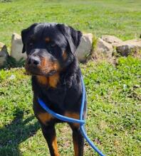 ROSCO, Hund, Rottweiler-Mischling in Spanien - Bild 7