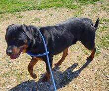 ROSCO, Hund, Rottweiler-Mischling in Spanien - Bild 8