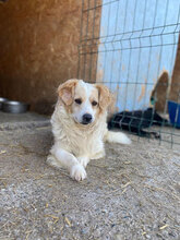 CASSIAN, Hund, Mischlingshund in Rumänien - Bild 1