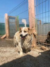 CASSIAN, Hund, Mischlingshund in Rumänien - Bild 4
