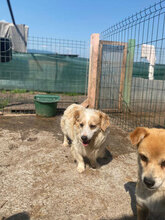 CASSIAN, Hund, Mischlingshund in Rumänien - Bild 5