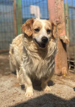 CASSIAN, Hund, Mischlingshund in Rumänien - Bild 6