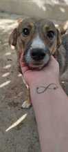 TINEL, Hund, Mischlingshund in Rumänien - Bild 1