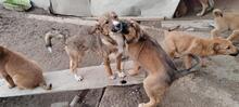TINEL, Hund, Mischlingshund in Rumänien - Bild 10