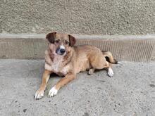 TINEL, Hund, Mischlingshund in Rumänien - Bild 2