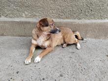 TINEL, Hund, Mischlingshund in Rumänien - Bild 3