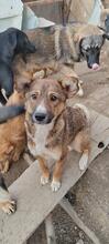 TINEL, Hund, Mischlingshund in Rumänien - Bild 4