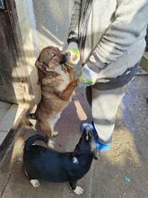 TINEL, Hund, Mischlingshund in Rumänien - Bild 5