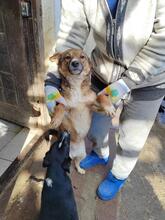 TINEL, Hund, Mischlingshund in Rumänien - Bild 6