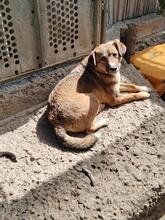 TINEL, Hund, Mischlingshund in Rumänien - Bild 7
