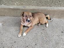 TINEL, Hund, Mischlingshund in Rumänien - Bild 8