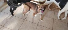 TINEL, Hund, Mischlingshund in Rumänien - Bild 9