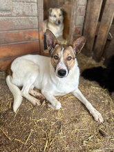 AVA, Hund, Mischlingshund in Rumänien - Bild 3