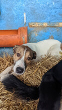 AVA, Hund, Mischlingshund in Rumänien - Bild 4