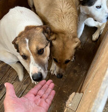 AVA, Hund, Mischlingshund in Rumänien - Bild 5